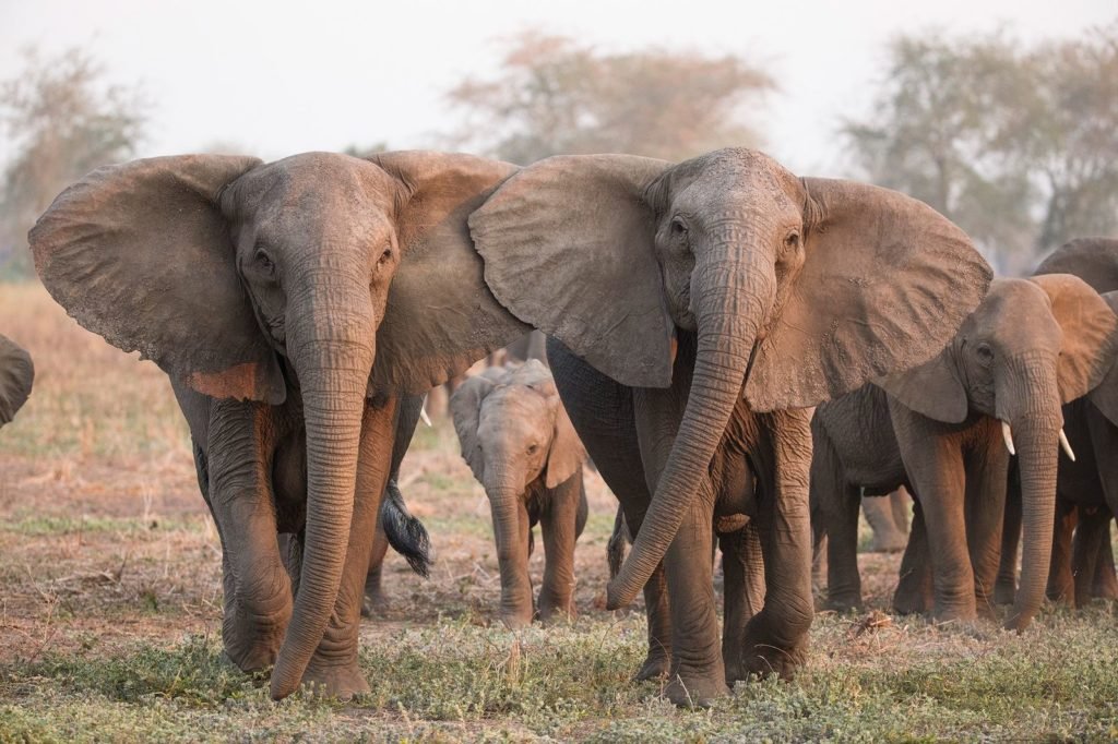 Elefanten Ohne Stoßzähne Geboren