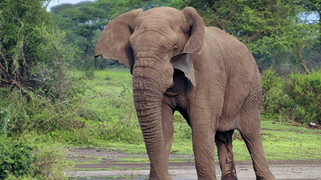 Elefanten Ohne Stoßzähne Geboren