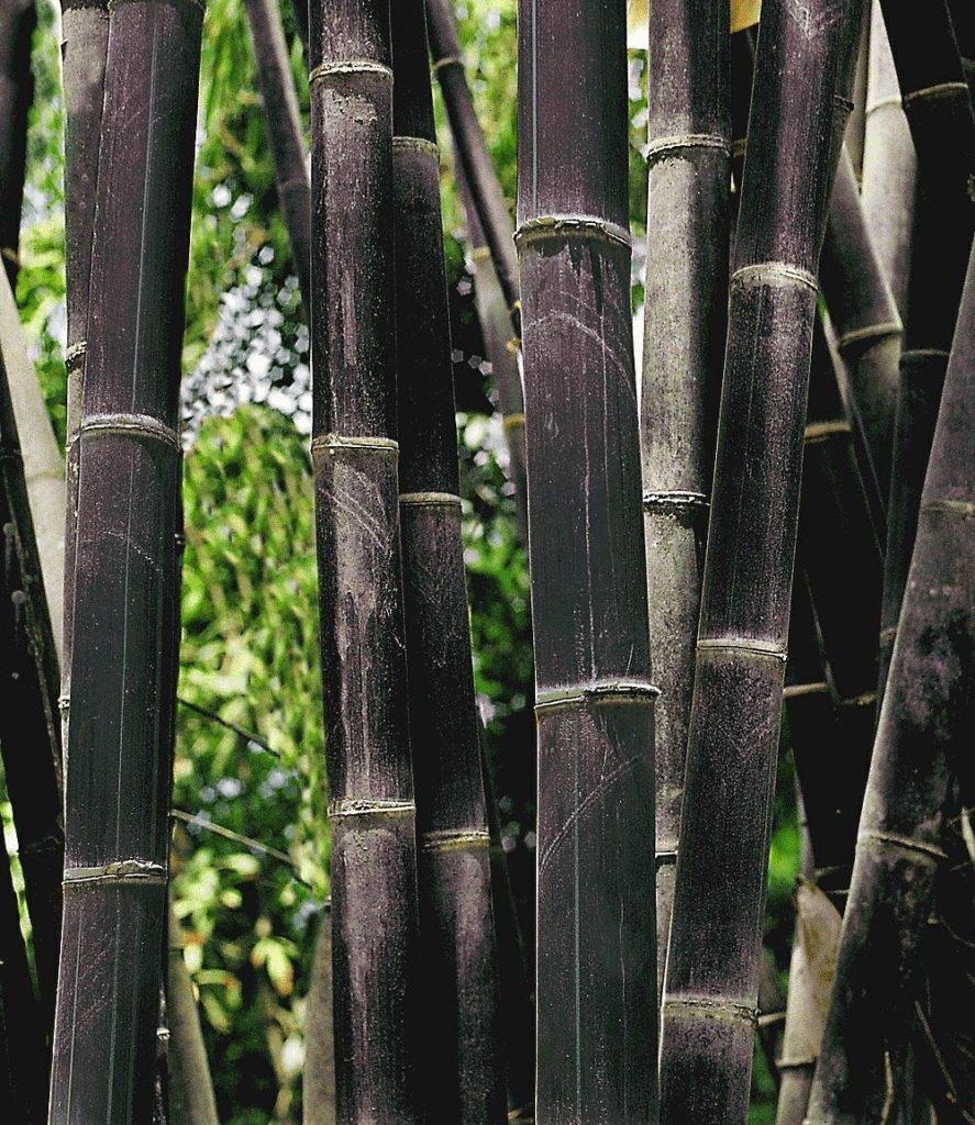 Bambus Pflanze Kaufen