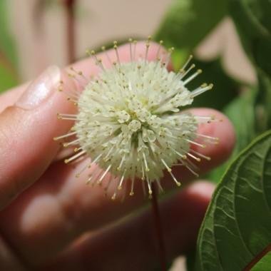 Honigball Pflanze Giftig