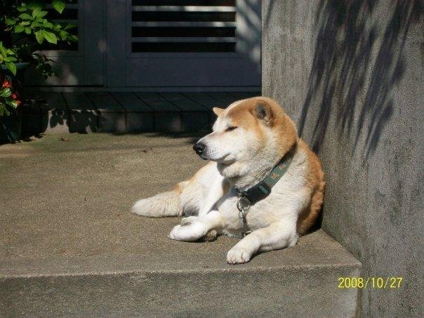 Race De Chien Japonais