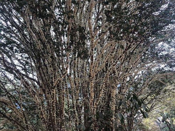 Jabuticaba Baum Kaufen