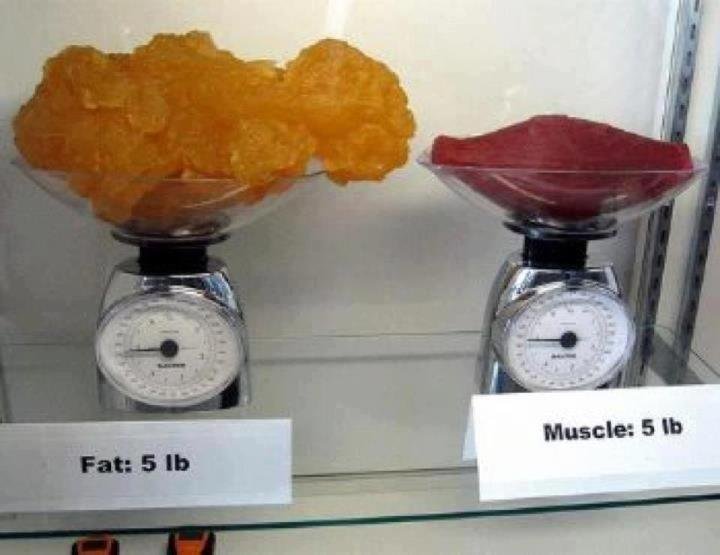 Sind Muskeln Schwerer Als Fett