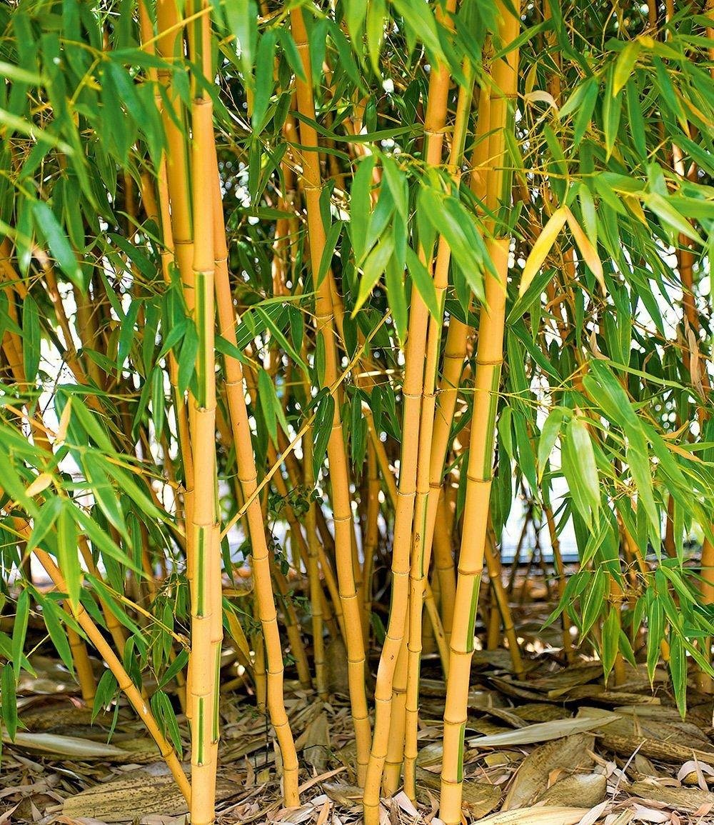 Bambus Pflanze Kaufen